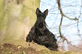 SCOTTISH TERRIER 082